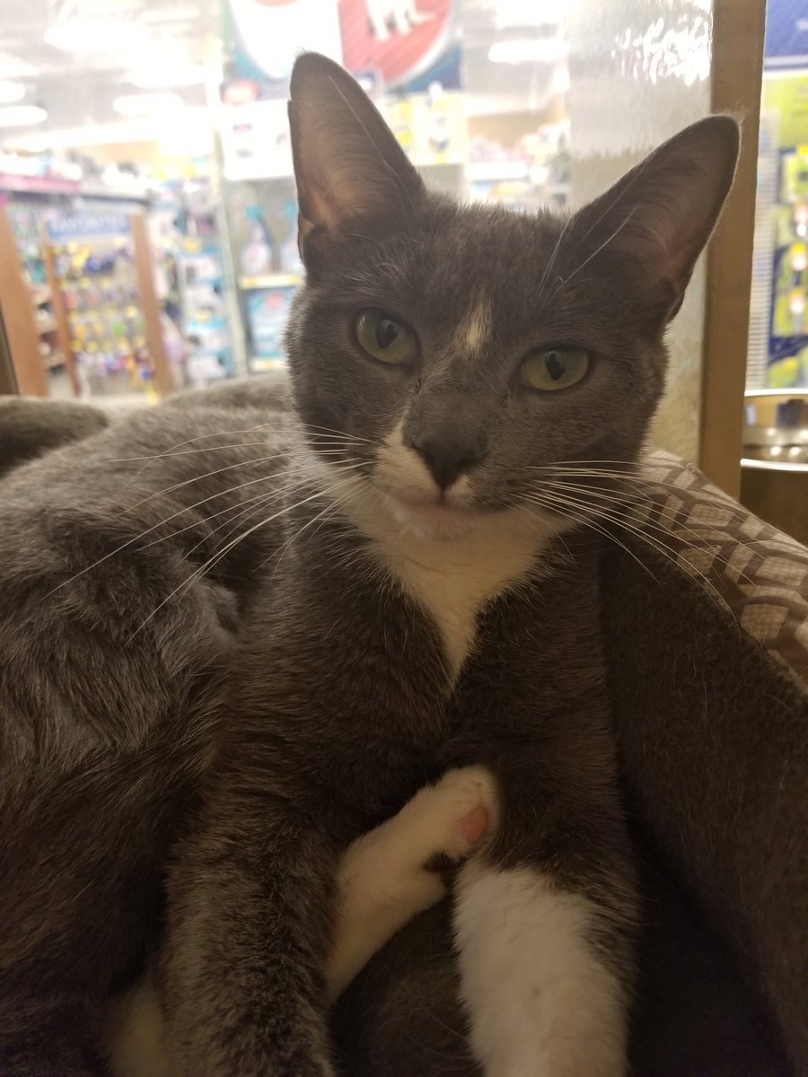 Flower is in search of her new fur-ever home!! She's a little shy...but such a sweetie and would love to be a part of your family!!
<a href="/PetSmartChariTs/">PetSmart Charities®</a> @CMPD_ACC 
#AdoptDontShop #Adoption #Adopt