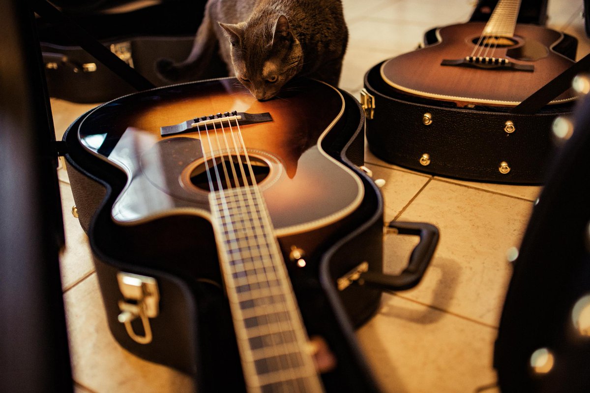 Fender's tweet photo. Don't forget to submit a #NationalPetMonth photo of your pet and your Fender!
#FenderPets https://t.co/4aVzYbspIw