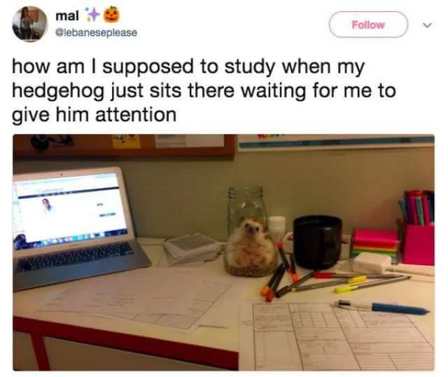 WholesomeMeme's tweet photo. Credit @lebaneseplease https://t.co/bWvlDuf4BA