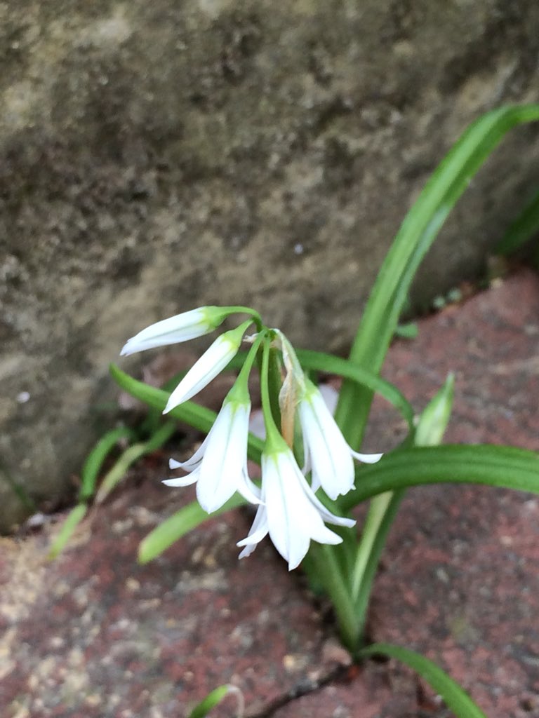 ChicksChange's tweet photo. Stunted Three Cornered Leek on the street for #wildflowerhour #pavementflower #streetflower @BSBIbotany #ontheverge (sort of...) https://t.co/sZePC7mn7G