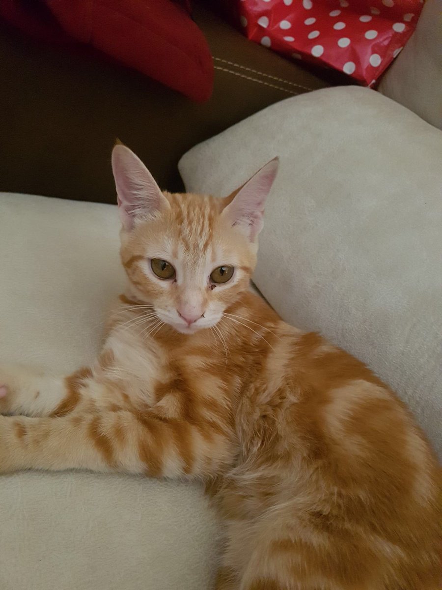 CarolinaNRuiz's tweet photo. ⚠️⚠️⚠️⚠️⚠️⚠️⚠️⚠️
MADRID 

Un amigo REGALA a su gato por no poderse hacer cargo de el 😭😭 

¿Os interesa?  

Si conocéis a alguien que le interese lo agradezco 😊
⚠️⚠️⚠️⚠️⚠️⚠️⚠️⚠️ https://t.co/fWORwvfL7V