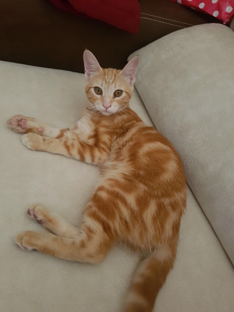 CarolinaNRuiz's tweet photo. ⚠️⚠️⚠️⚠️⚠️⚠️⚠️⚠️
MADRID 

Un amigo REGALA a su gato por no poderse hacer cargo de el 😭😭 

¿Os interesa?  

Si conocéis a alguien que le interese lo agradezco 😊
⚠️⚠️⚠️⚠️⚠️⚠️⚠️⚠️ https://t.co/fWORwvfL7V