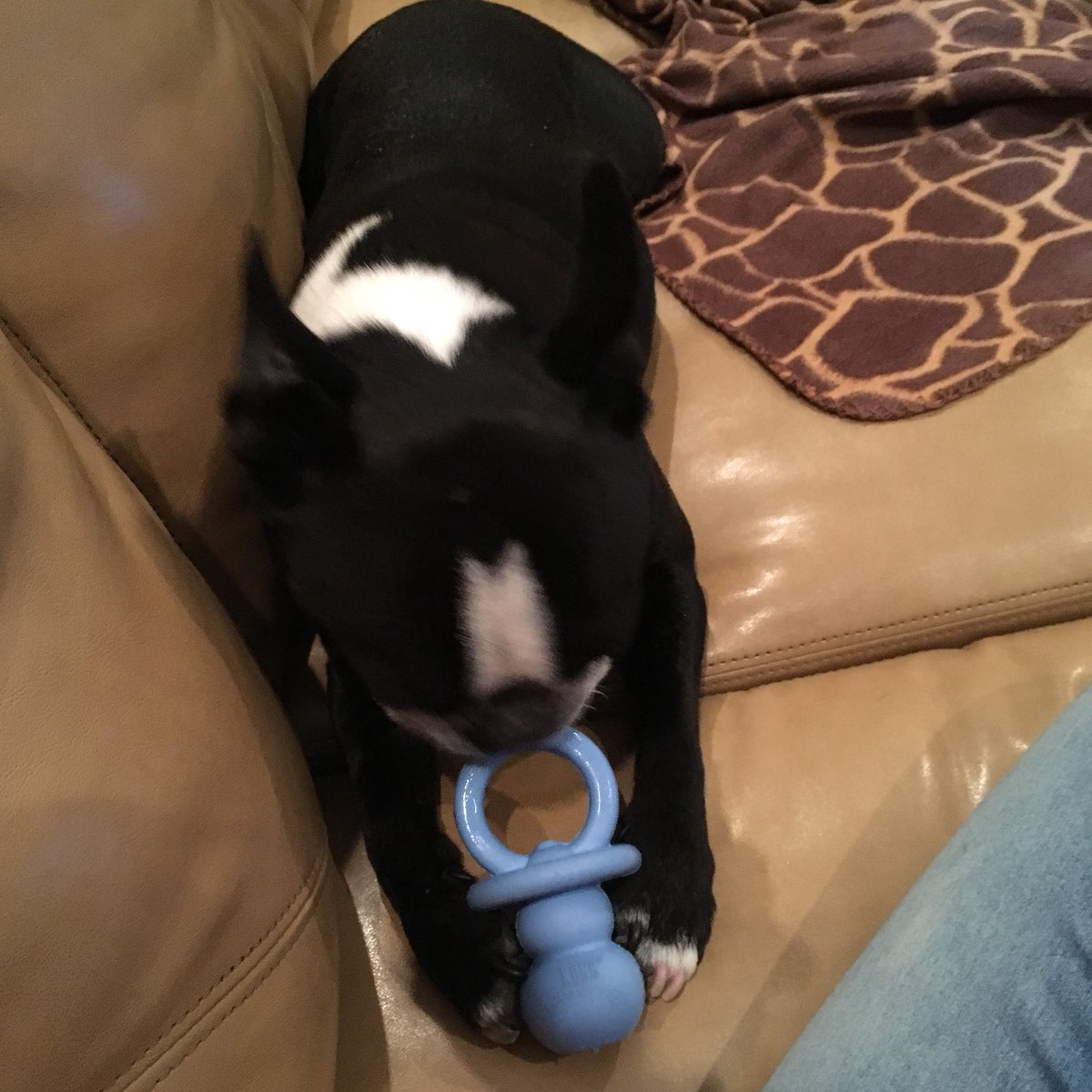 counselor4me's tweet photo. Blue toy time. #dizzytheboy #bostonterrier #ZSHQ https://t.co/AOYXVEX8r9