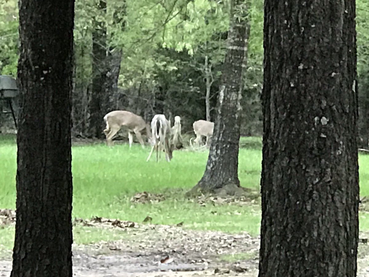 Nexttripwhite's tweet photo. Hope everyone is having a great day. Deer are in our front yard eating. Life is great. @HuntingLife #hunting @fishing #fishinglife #fishing https://t.co/WsU7UoUJiW
