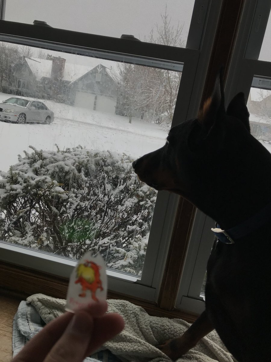 PN505085apes's tweet photo. Zeus doesn’t understand the seasons are based off of the Earths tilt! #apesair @franklinlorax https://t.co/qalvudzXXO