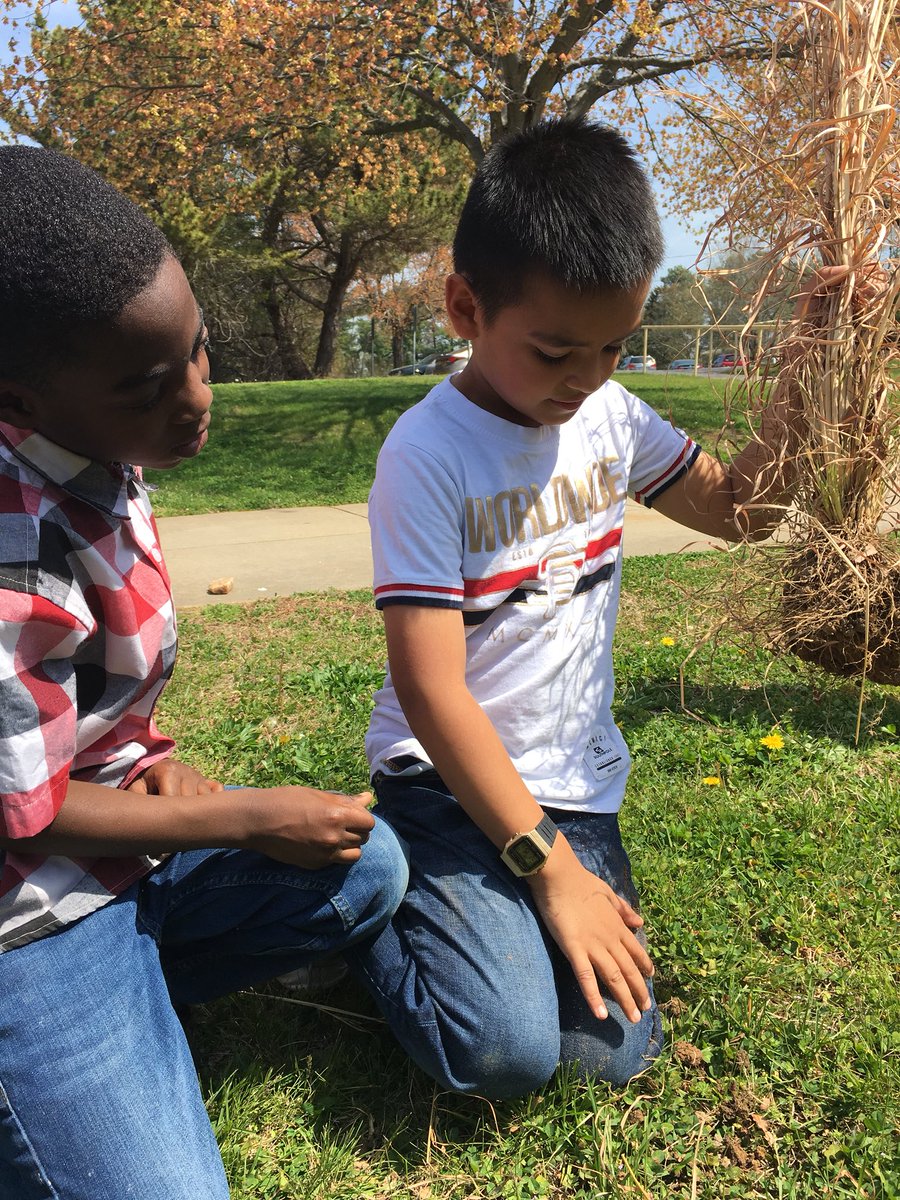 room17Day's tweet photo. Exploring the parts of a plant, or in this case, a tall grass that was growing at my house and needed to be weeded out! They loved reading about roots and root hairs and then seeing them connected to the plant!! #WeDoScienceWell #10kin2018 @KESElementary https://t.co/YHdPWHkTmT