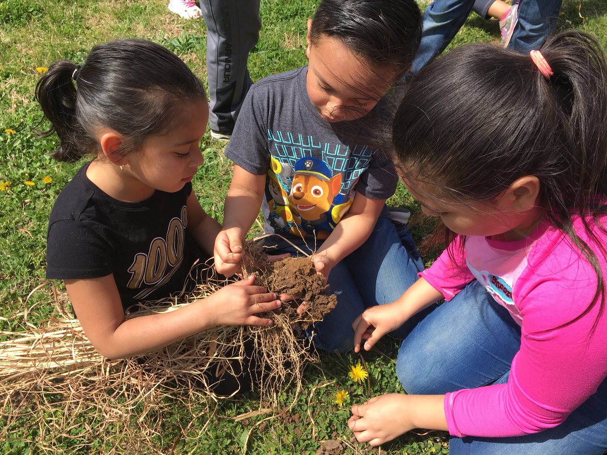 room17Day's tweet photo. Exploring the parts of a plant, or in this case, a tall grass that was growing at my house and needed to be weeded out! They loved reading about roots and root hairs and then seeing them connected to the plant!! #WeDoScienceWell #10kin2018 @KESElementary https://t.co/YHdPWHkTmT