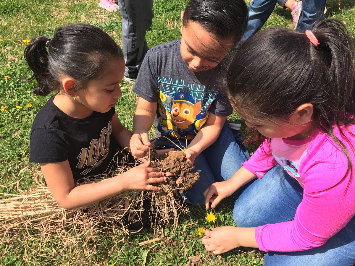 room17Day's tweet photo. Exploring the parts of a plant, or in this case, a tall grass that was growing at my house and needed to be weeded out! They loved reading about roots and root hairs and then seeing them connected to the plant!! #WeDoScienceWell #10kin2018 @KESElementary https://t.co/YHdPWHkTmT