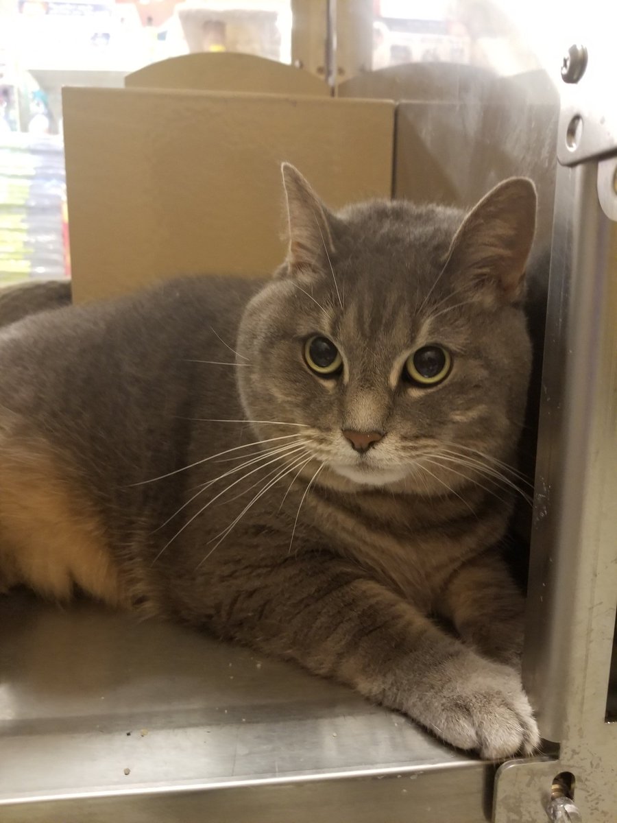 Sadie is looking for a new fur-ever home! Such a sweetie. Loves to cuddle!!!
<a href="/PetSmartChariTs/">PetSmart Charities®</a> @CMPD_ACC 
#AdoptDontShop #Adoption #Adopt