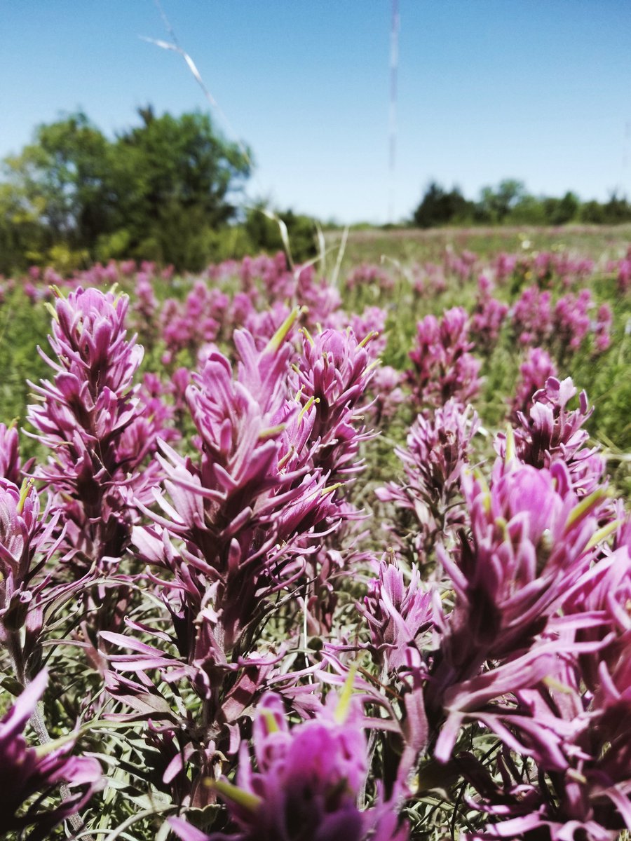 krisophore's tweet photo. first foray into texan castilleja #purplefields #tandyhills #texasflora #texanflora #castilleja https://t.co/uY6g6VlMPu