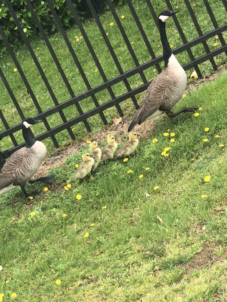 UmesGoose's tweet photo. In case y’all wondering why I’m not in the courtyard anymore 👨‍👩‍👧‍👦 #umes https://t.co/RcGW5Qpn6y