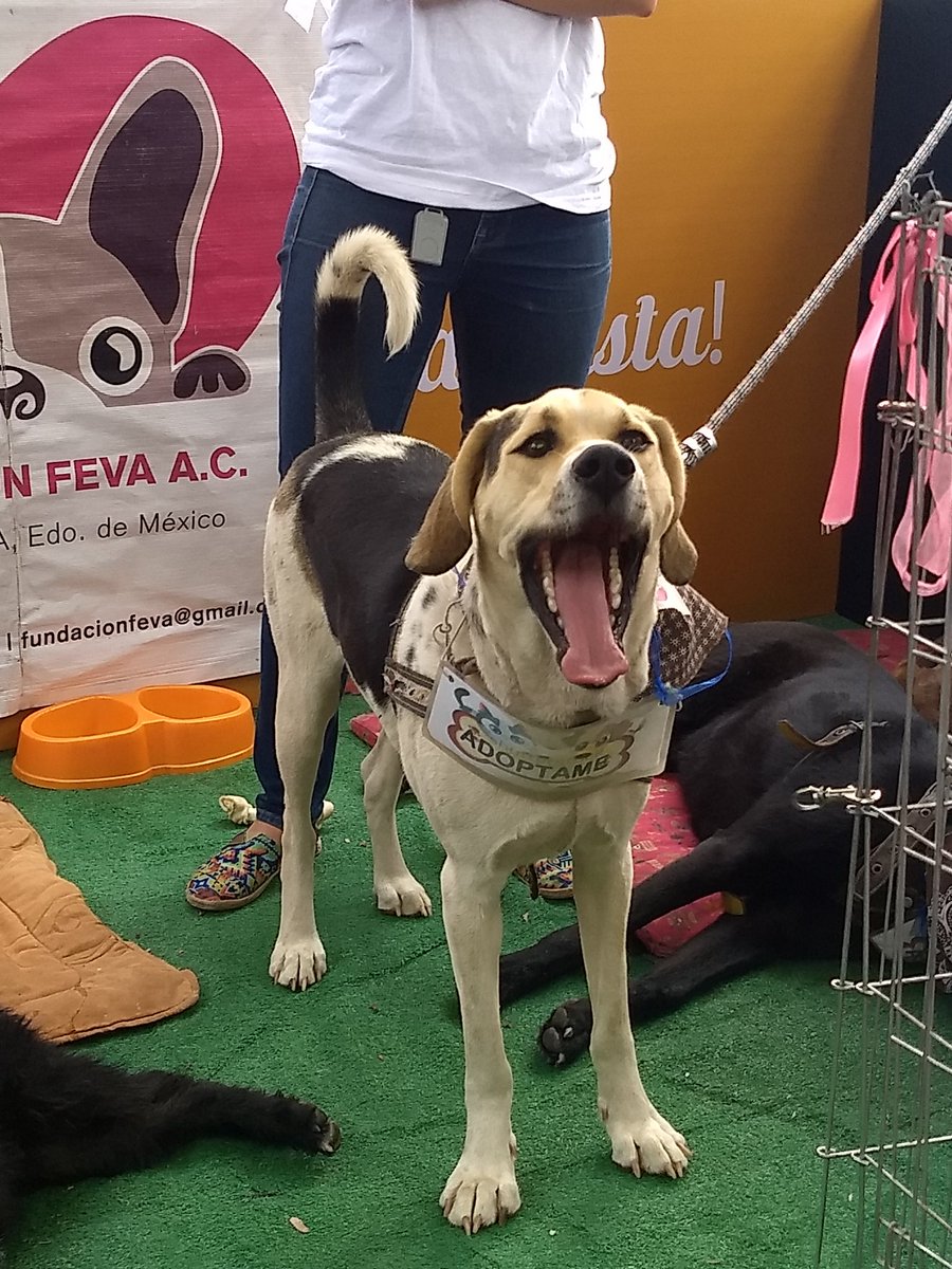 winner1768's tweet photo. Adopta un #perro
FUNDACION FEVA A.C.
#Croquefest
Hoy domingo en la segunda secciรณn del bosque de Chapultepec junto lago mayor
Sรกbado en parque Mรฉxico condesa.๐พ๐พ https://t.co/wB0lrlgxdZ
