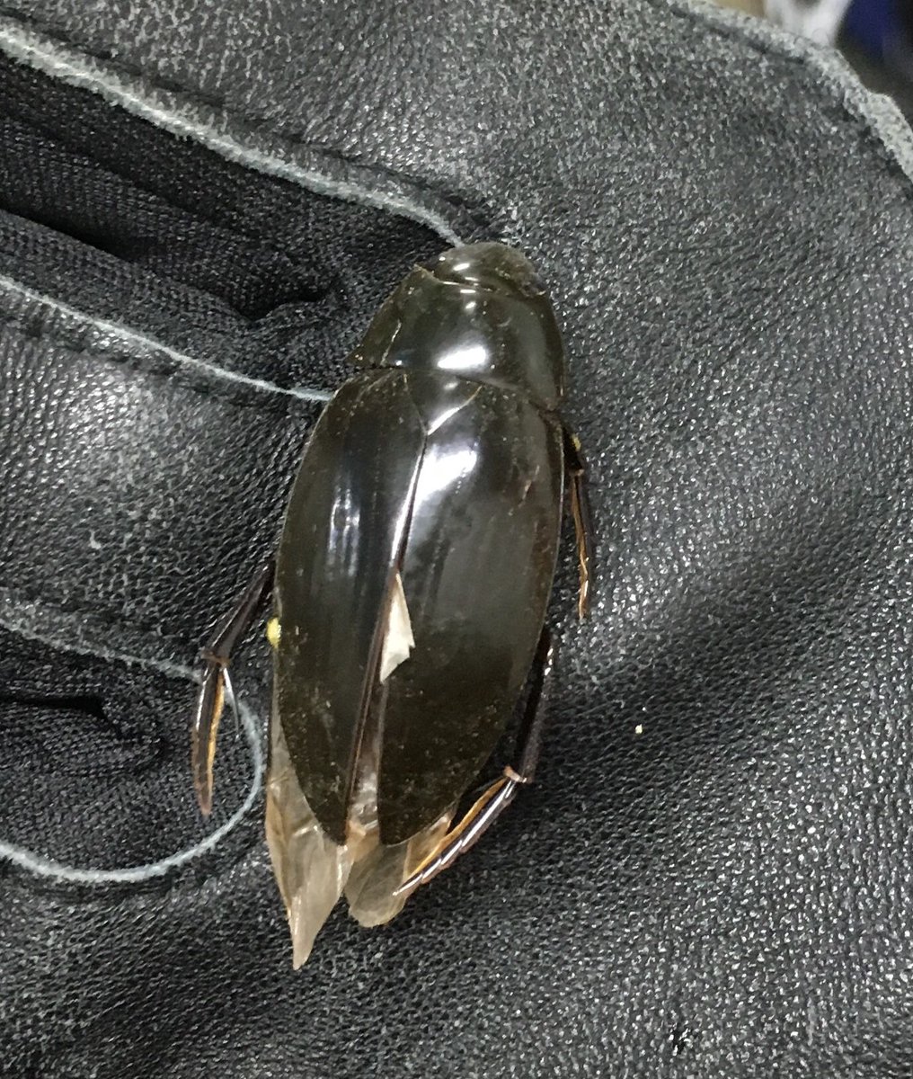JodyBugsMeUNL's tweet photo. Giant black water #beetle found downtown Lincoln Friday night. We picked it up but looked like someone stepped on it. Poor guy! My daughter was crushed that he was crushed & that Iโm not that kind of #bugdoctor #insects #Hydrophilidae https://t.co/TWzNj4Nrm4