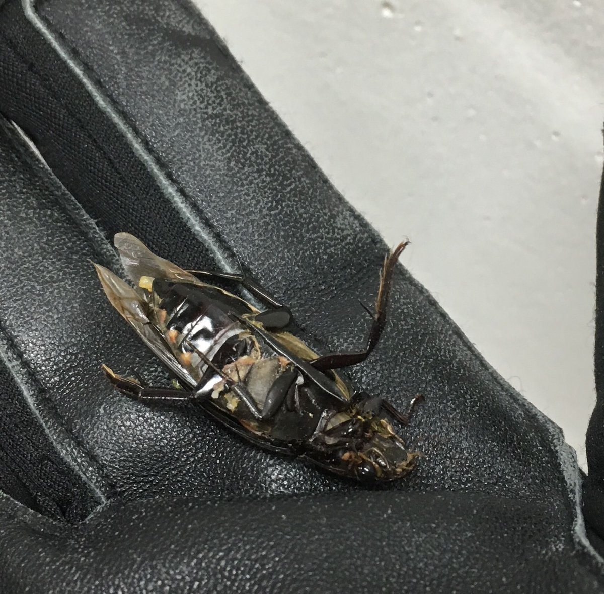 JodyBugsMeUNL's tweet photo. Giant black water #beetle found downtown Lincoln Friday night. We picked it up but looked like someone stepped on it. Poor guy! My daughter was crushed that he was crushed & that Iโm not that kind of #bugdoctor #insects #Hydrophilidae https://t.co/TWzNj4Nrm4