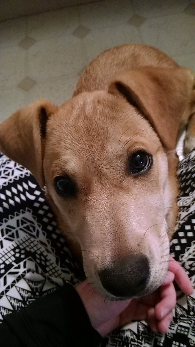 RachelD8500's tweet photo. I just absolutely love my puppy Max😊 He just makes me so happy!!🐕💕 https://t.co/cNCe7BILBc