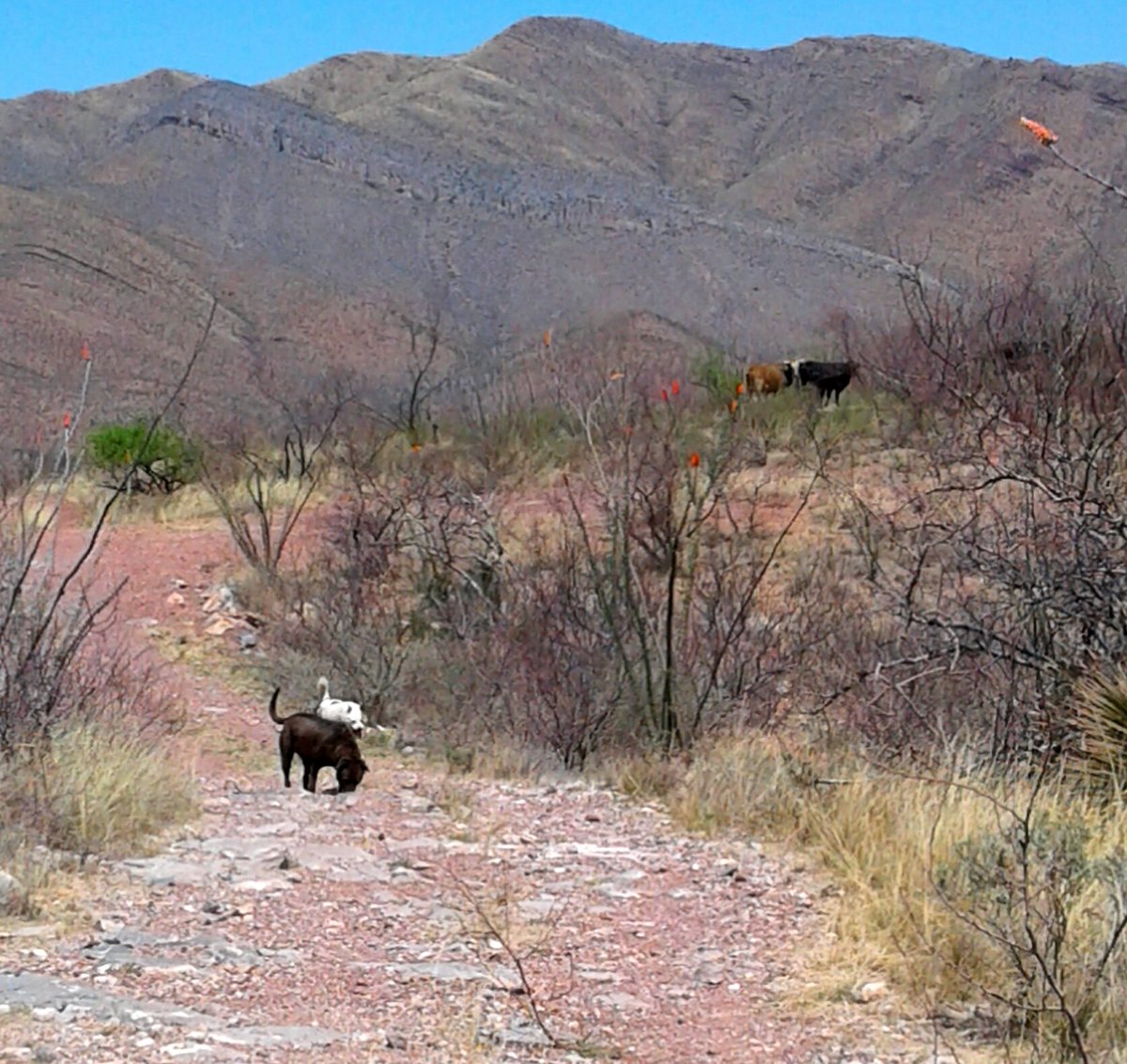 The__Gump__'s tweet photo. Day 476: Evidence that Papa @DougStanhope is alive has become scarce in the desert. We must now rely on the knowledge passed down from The Keepers of the Trail, the cows. Though growing disheartened, the search continues..... https://t.co/0G8p85jRfm