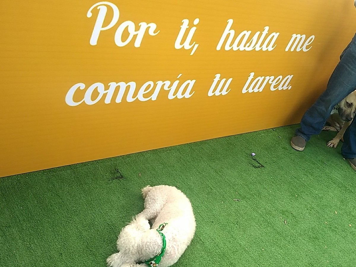winner1768's tweet photo. Adopta un #perro #croquefest
En el lago mayor de la segunda secciรณn del bosque de Chapultepec ๐ฉ https://t.co/7o33mnSJTZ