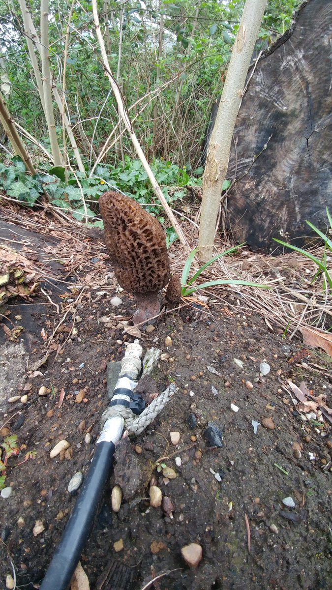 Rusty Nicovich tweet media