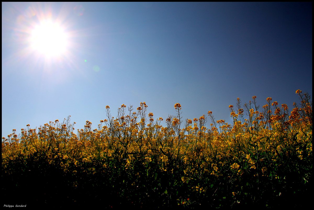 PhilGondard's tweet photo. Mezeray (Sarthe) #Mezeray #Sarthe #Maine #paysdelaloire #nature #campagne #rural #ruralité #colza #ciel #soleil https://t.co/BeKMaT7Xu6
