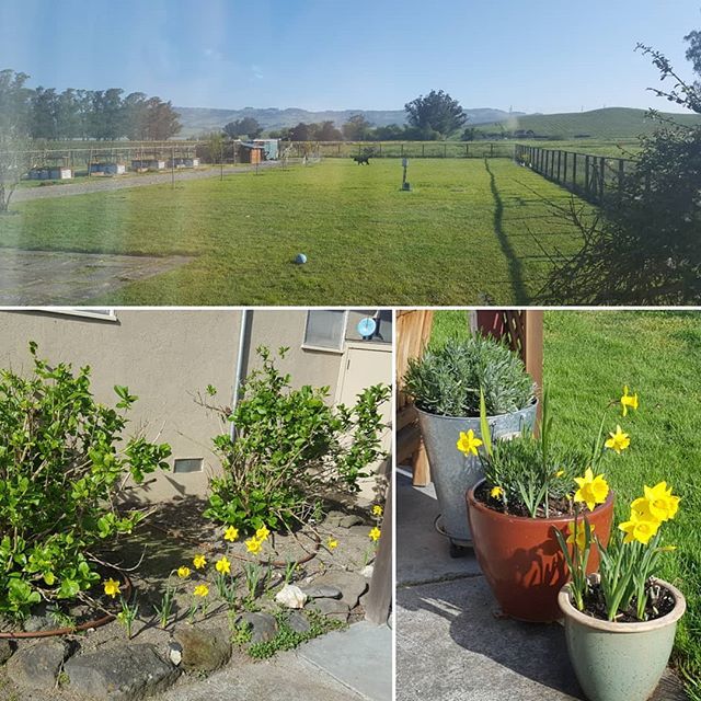 modernsettlers's tweet photo. Spring is in the air! The hydrangea are on their way back and the daffodils we planted only a couple months ago still managed to bloom! #petaluma #springishere #daffodils #hydrangea #lavender #growyourown #italianmastiff https://t.co/pj3ID03lE8