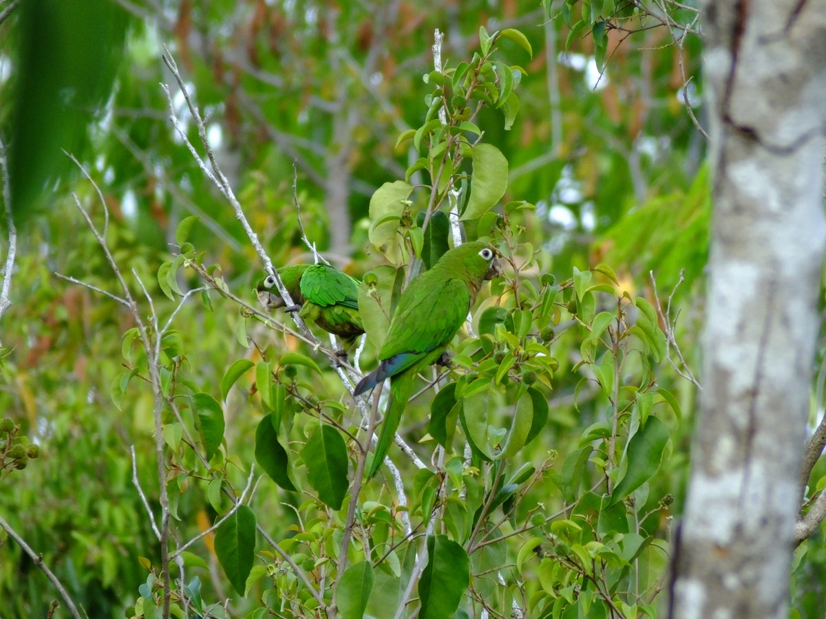 JadenCornelious's tweet photo. yay i get #parrakeets in my garden how cool and about 100 + fly over and perch in trees in the surrounding areas every afternoon :) #OliveThroatedParakeet https://t.co/1Q3qHWkYo6