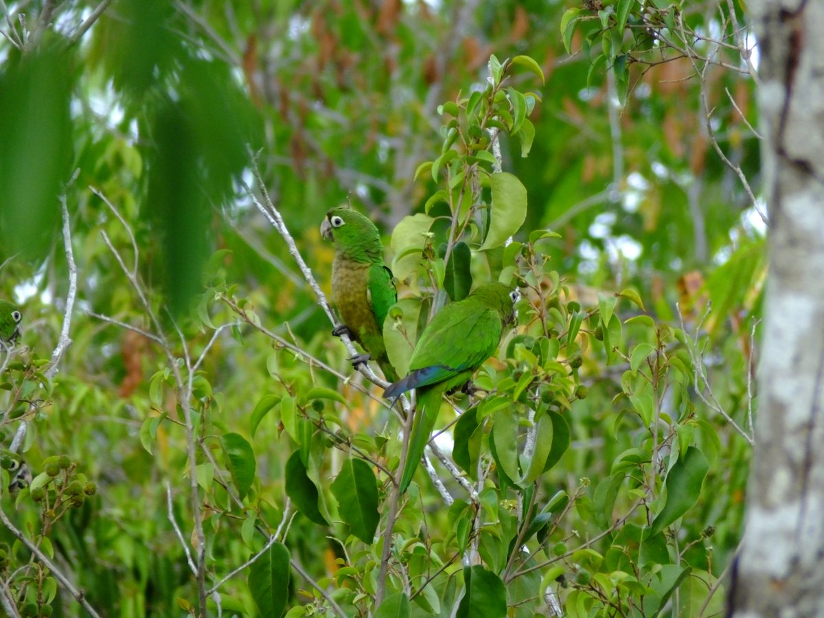 JadenCornelious's tweet photo. yay i get #parrakeets in my garden how cool and about 100 + fly over and perch in trees in the surrounding areas every afternoon :) #OliveThroatedParakeet https://t.co/1Q3qHWkYo6