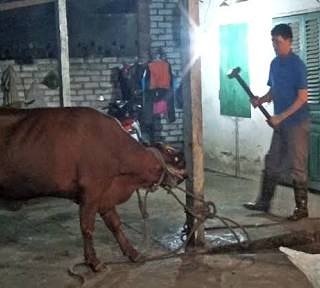 _Hunter_313's tweet photo. @Barnaby_Joyce  we watched this horror show, which you refuse to take accountability for. Shut up. Your words are worthless. #BanLiveExport https://t.co/kOSXnXC0mD