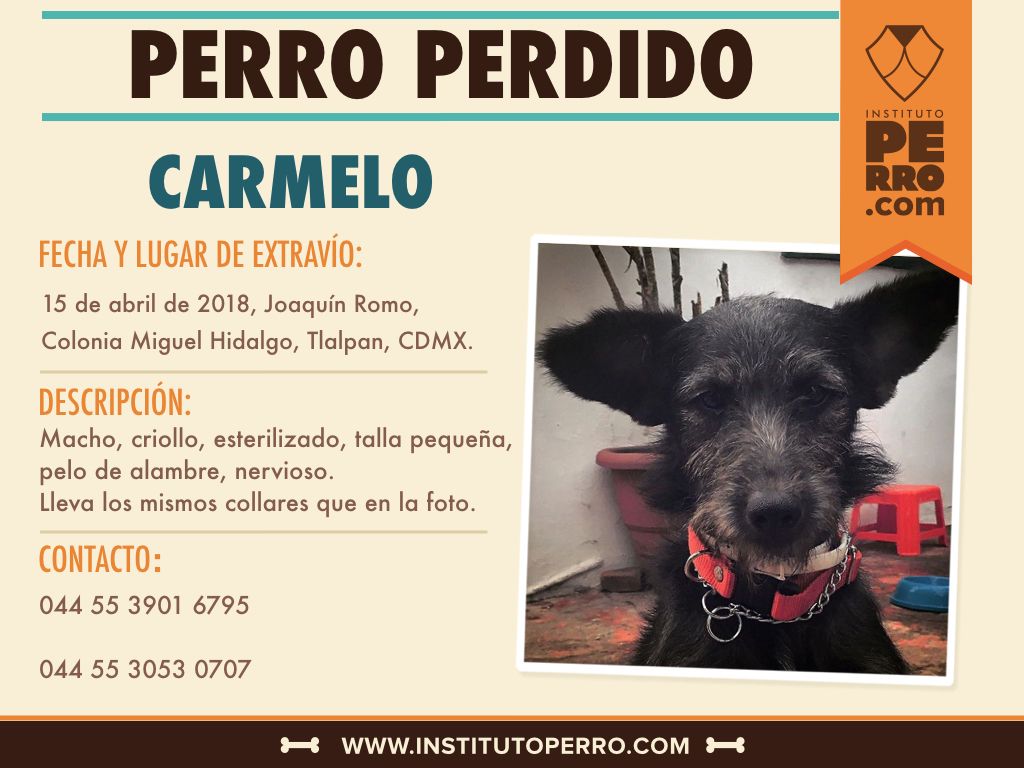 InstitutoPerro's tweet photo. Carmelo se perdió en la Col. Miguel Hidalgo, Tlalpan, CDMX. ¿Lo has visto? Ayúdalo a volver a casa #EncuentraPerros https://t.co/oLmbgZcCoQ
