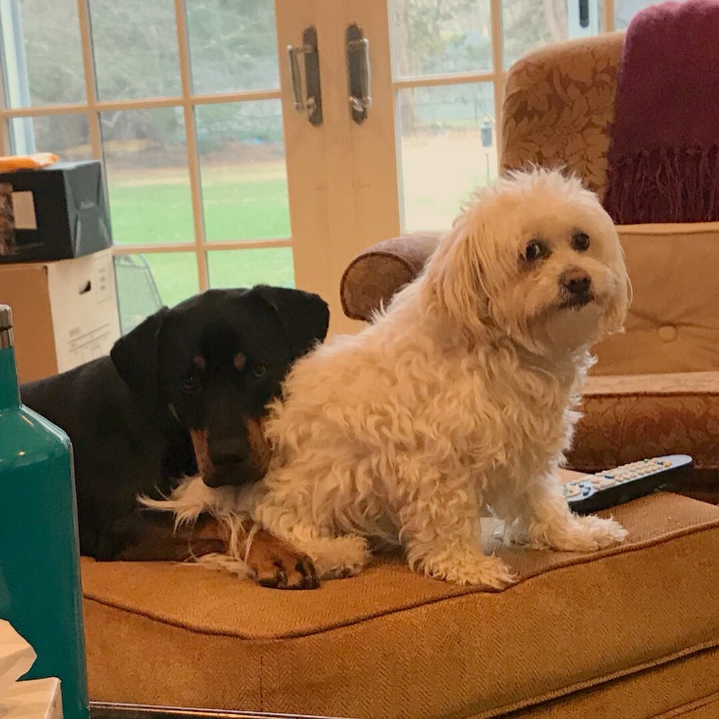 stephtobin17's tweet photo. MY DOG DECIDED TO HUG MY OTHER DOG AND SHE’S JUT NOT HAVING IT. I’M SCREAMING 😭😂😂😂
#bigsisterproblems 

@dog_rates https://t.co/X1US9h3kuR
