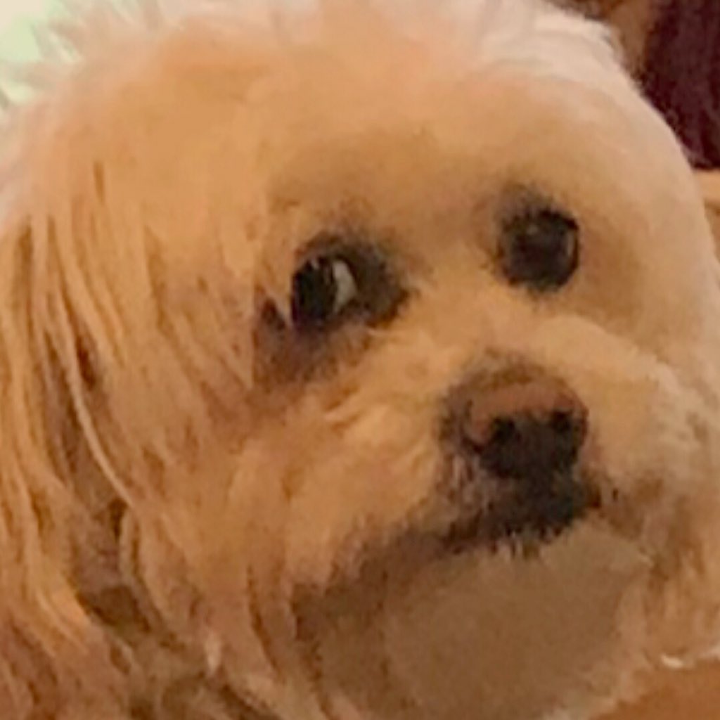 stephtobin17's tweet photo. MY DOG DECIDED TO HUG MY OTHER DOG AND SHE’S JUT NOT HAVING IT. I’M SCREAMING 😭😂😂😂
#bigsisterproblems 

@dog_rates https://t.co/X1US9h3kuR