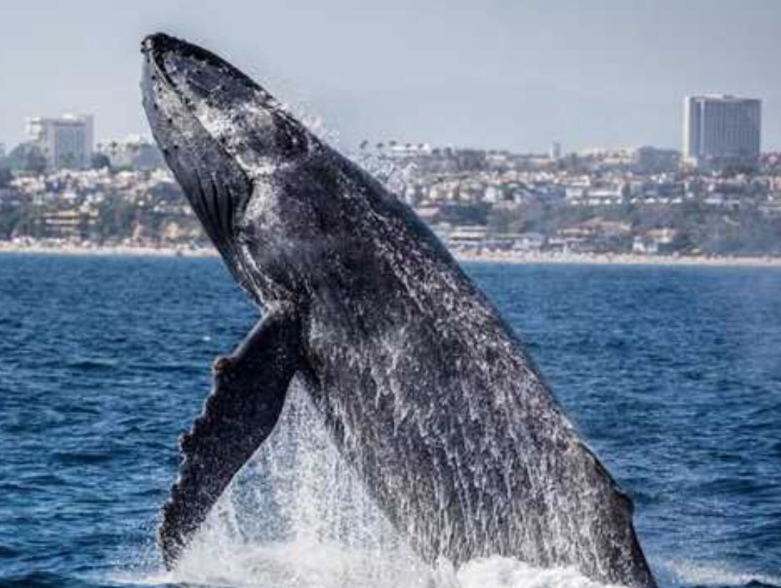 Armstrong_VO's tweet photo. Unbelievable whale watching in #NewportBeach! #Voiceover #ActorsLife #Acting #VO #VoiceActing #Grateful #Blessed #SpringSundays #EnjoyLifeinLA https://t.co/wkOIPpk9G9