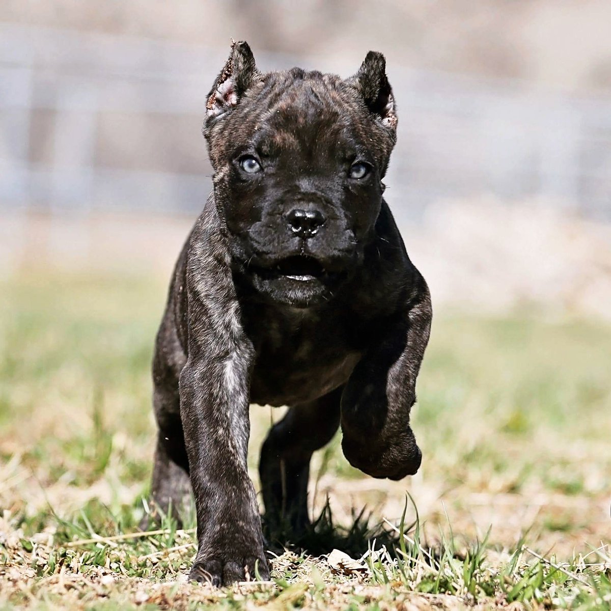 Abouttime Cane Corso On Twitter They Dont Come Much Cuter