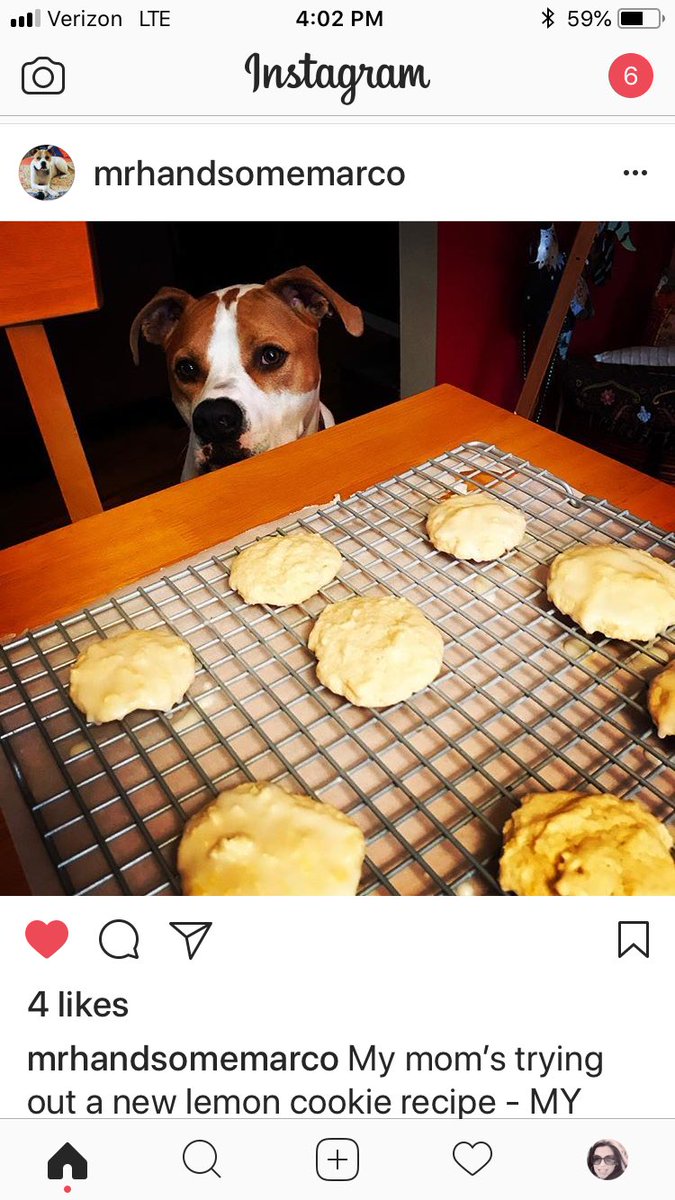 langeamyFOX2's tweet photo. Big day for Mr. Handsome - a new lemon cookie recipe to sample AND his own Instagram page! Please follow him @Mrhandsomemarco on Instagram! #dogsofinstagram #pibblesofinstagram #detroitdog https://t.co/atJeKxT0wS