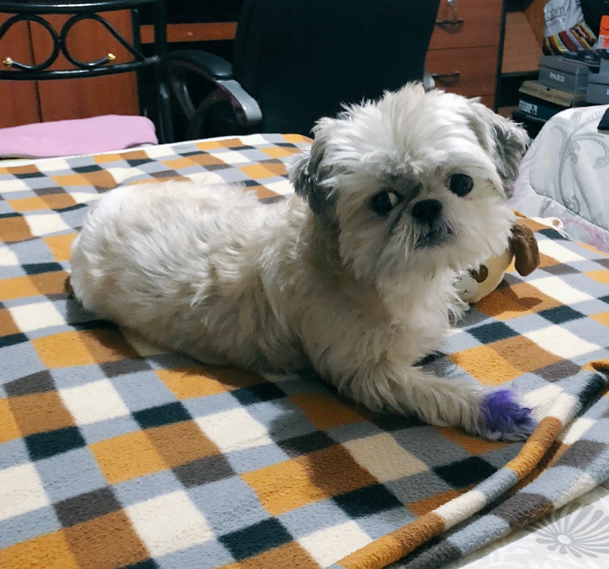 BrBenites's tweet photo. Día de cuidar a Boston 🐶 #petlover #ilovemydog https://t.co/dmd0TmRQCB