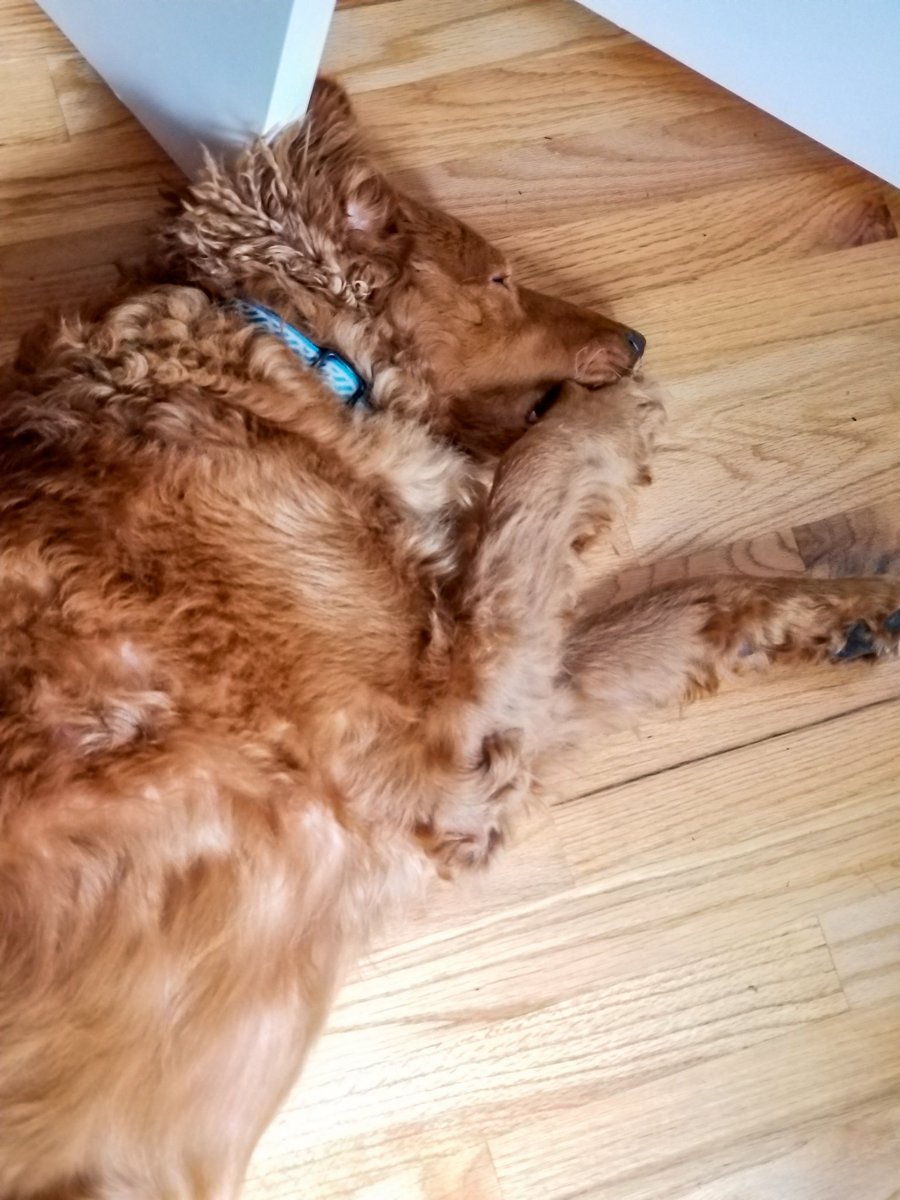 I've been napping like this for over 20 minutes. Yes, I suck my thumb sometimes when I sleep. I'm still a puppy damn it! Quit judging me. #goldendoodlepuppy