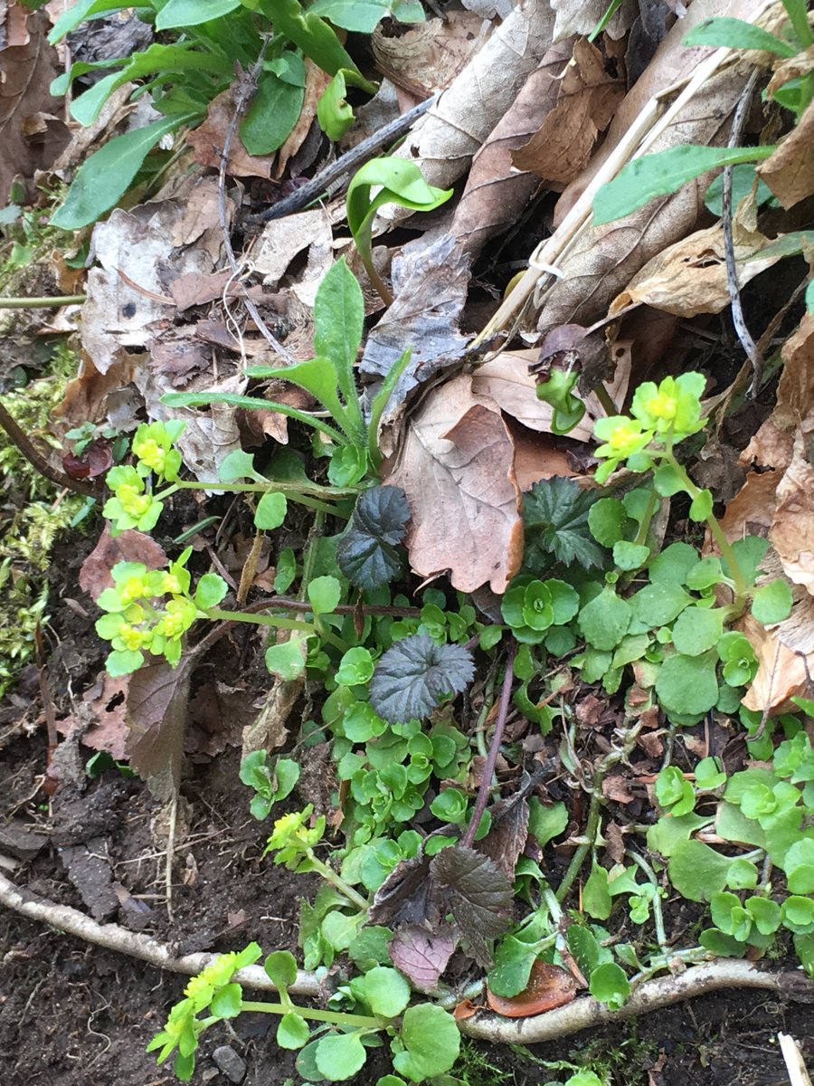 Hirculus's tweet image. Opposite Leaved Golden Saxifrage,  Town-Hall Clock, Lesser Celandine, Purple Saxifrage -Whilst walking up Ben Vrackie #wildflowerhour