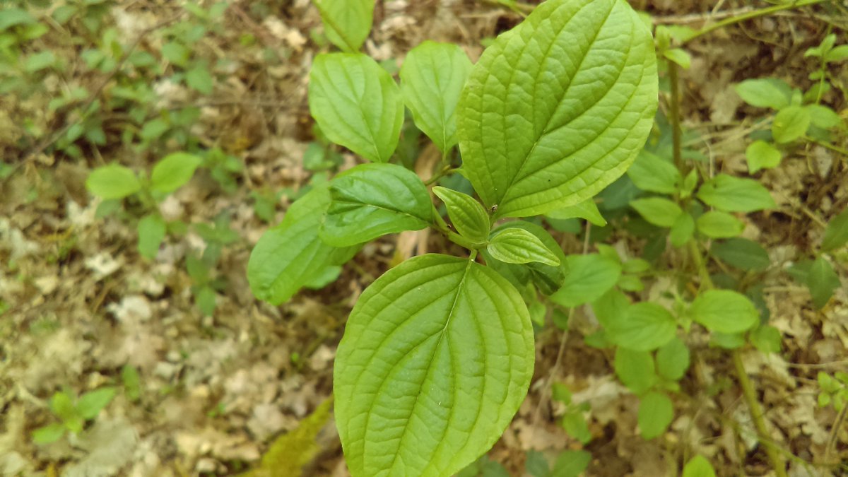 BrunoJonet1's tweet photo. Les arbustes des sous-bois de Seine-et-Marne ont déployé leurs feuilles en quelques jours : de gauche à droite, le #cornouiller, le #noisetier , le #sureau.
"Promenons-nous dans les bois"
@canope_77 @julienloche_edd @bcocq https://t.co/wfcmR3FYlM
