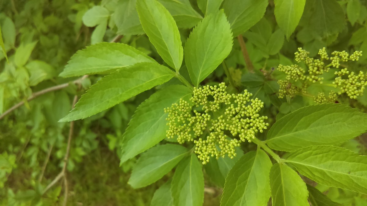 BrunoJonet1's tweet photo. Les arbustes des sous-bois de Seine-et-Marne ont déployé leurs feuilles en quelques jours : de gauche à droite, le #cornouiller, le #noisetier , le #sureau.
"Promenons-nous dans les bois"
@canope_77 @julienloche_edd @bcocq https://t.co/wfcmR3FYlM