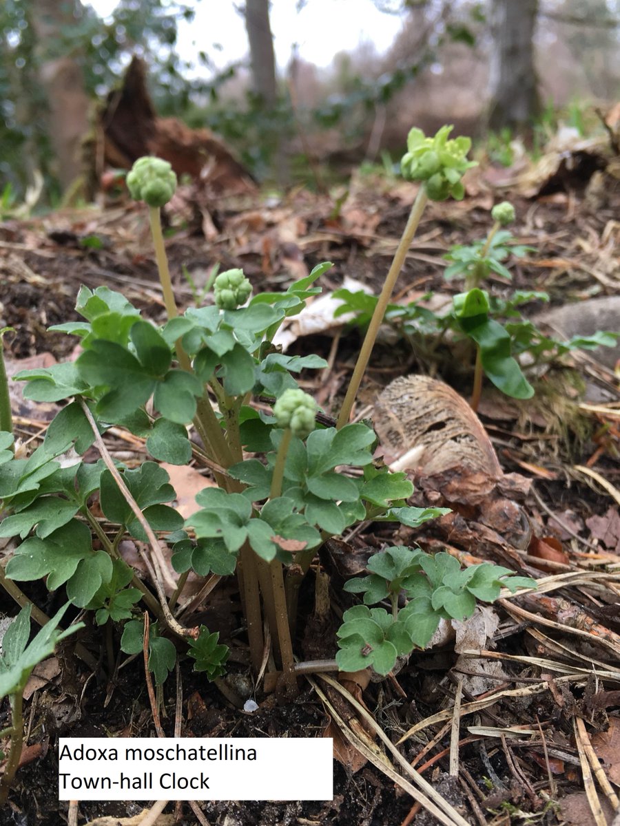 Hirculus's tweet image. Opposite Leaved Golden Saxifrage,  Town-Hall Clock, Lesser Celandine, Purple Saxifrage -Whilst walking up Ben Vrackie #wildflowerhour