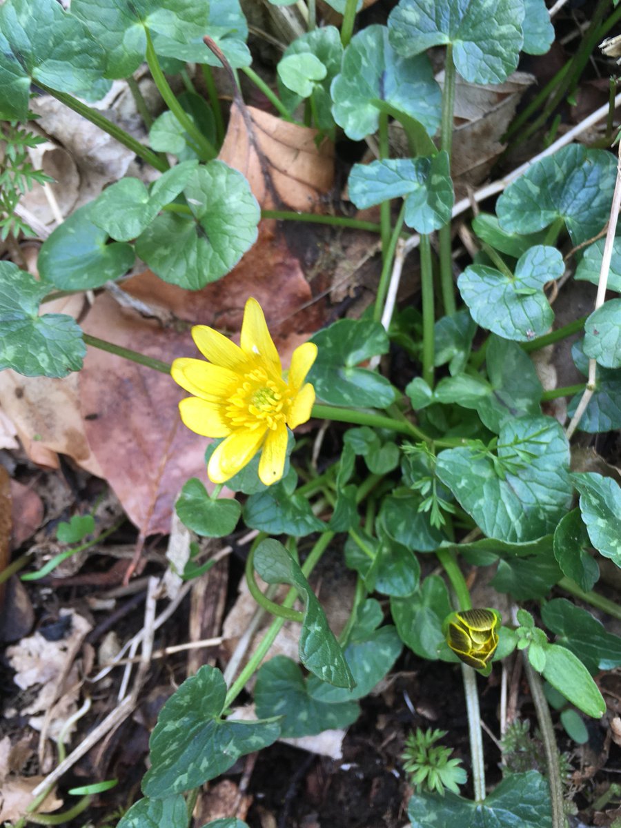 Hirculus's tweet image. Opposite Leaved Golden Saxifrage,  Town-Hall Clock, Lesser Celandine, Purple Saxifrage -Whilst walking up Ben Vrackie #wildflowerhour