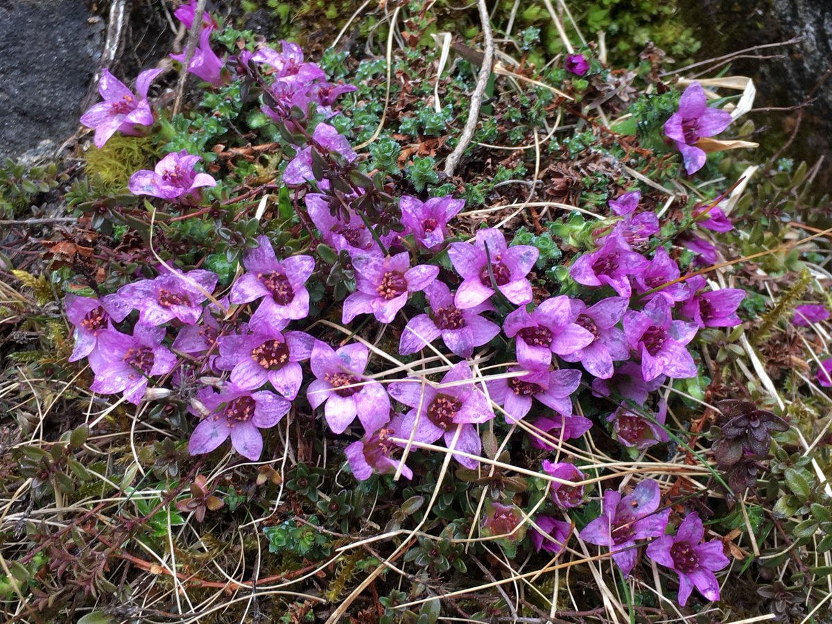 Hirculus's tweet image. Opposite Leaved Golden Saxifrage,  Town-Hall Clock, Lesser Celandine, Purple Saxifrage -Whilst walking up Ben Vrackie #wildflowerhour