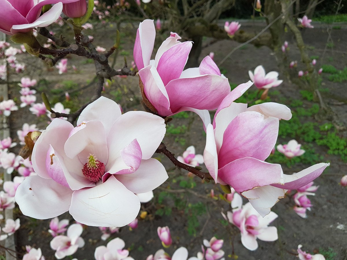 BeautifulPoland's tweet photo. #Wiosna #magnolie #żonkile #niezapomonajki #flowers https://t.co/6OFsafub5J