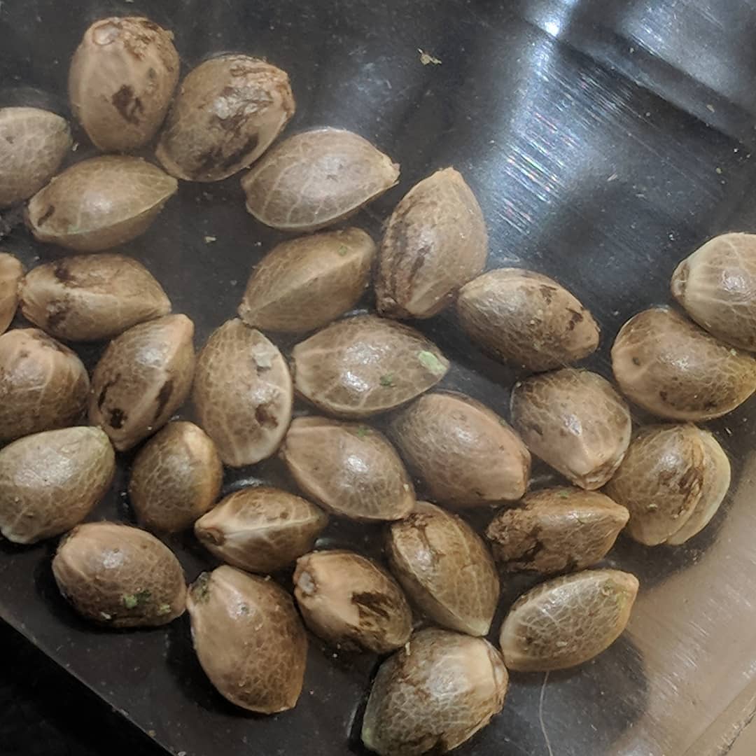 Suny06200897's tweet photo. I do supply top quality marijuana strain via mail it's legit and do discreet delivery man any one interested should contact me on WhatsApp +12406503198 https://t.co/vOKywlqsbu