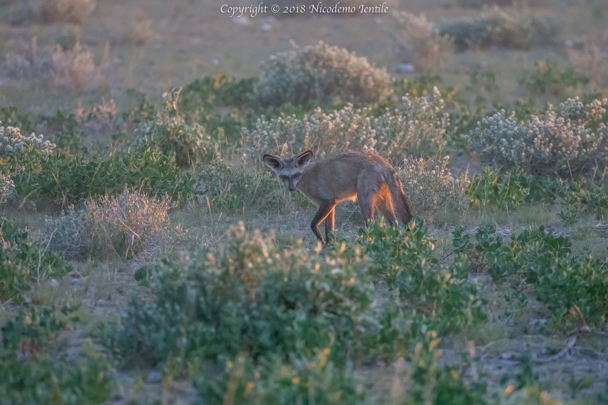 IentileNico's tweet photo. Had the privilege of watching as they tilt their ears toward the ground as they listen for their prey. They would then start digging. #BatEaredFoxes #EtoshaNationalPark #GoodListeners #ObservingWildlife #HeadTilt #ExpertDiggers #SafariPhotography #ILoveNamibia @WildDogSafaris https://t.co/ICbhq1qdkl