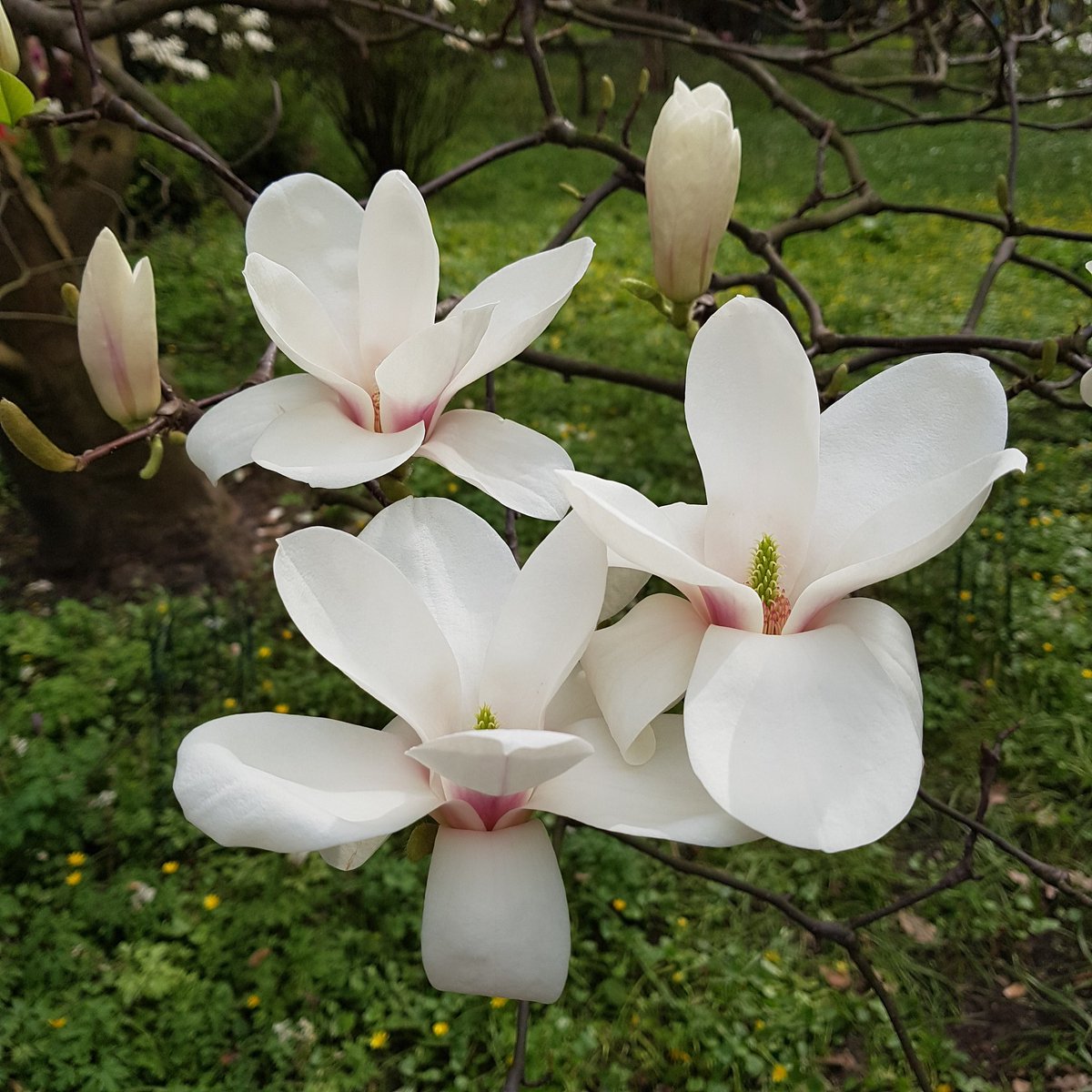 BeautifulPoland's tweet photo. #Wiosna #magnolie #żonkile #niezapomonajki #flowers https://t.co/6OFsafub5J