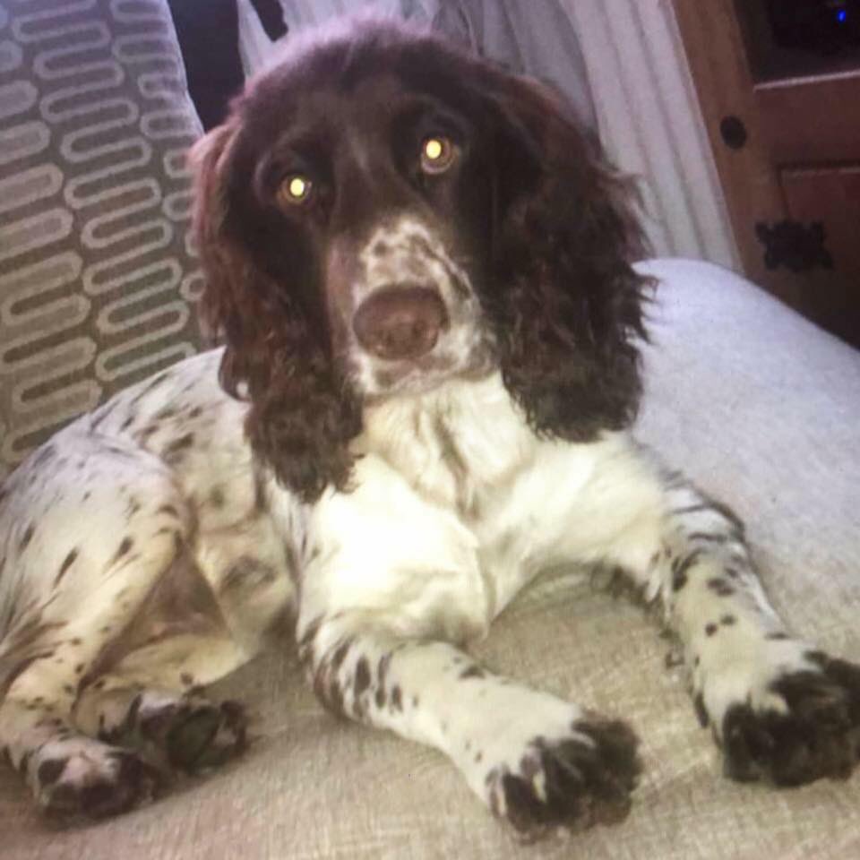 vincerock6's tweet photo. #findRosie she was nearing home, caught a scent and ran off! What happened? Is she still in area? Is she hiding,scared or has someone #stolen her?
#Slapewath near to #Guisborough
She's brown&white with lots of speckly bits & brown socks 🐾🐾 https://t.co/xh9V6BBy0j