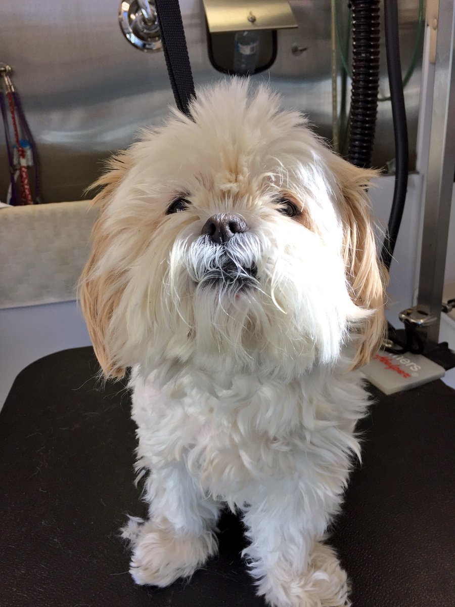 GroomAndZoom's tweet photo. Before and after

Spa day #spa #haircut https://t.co/6QnS1CvWER