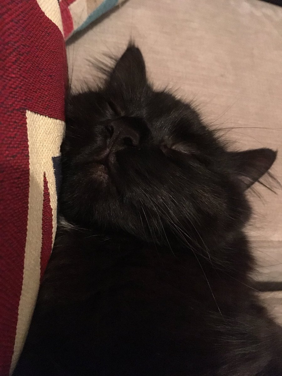 PavoPortraits's tweet photo. I just can’t even, she is too cute! #loveher #toocute #bedtime #kittycat #cuddles 🐱💋😻😘 https://t.co/41ZXYuNIlv
