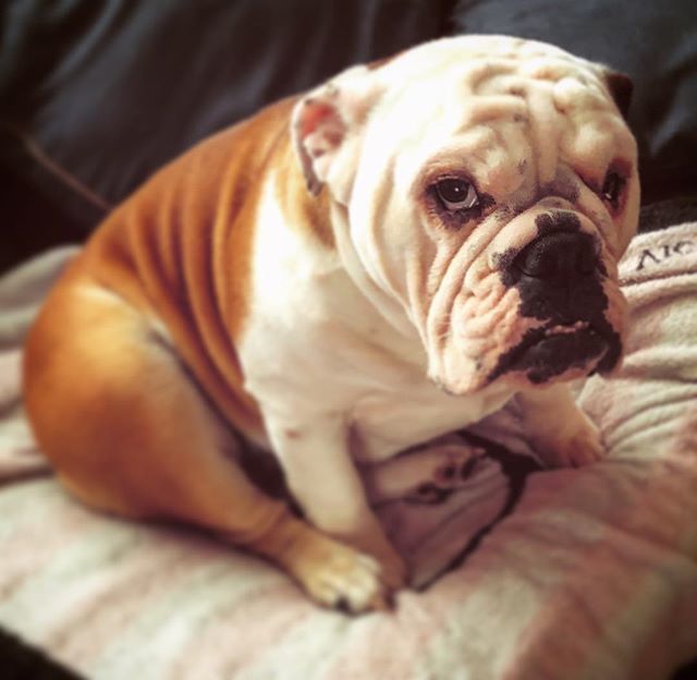 DDeadZed's tweet photo. I donโt think Rosie was happy with me streaming on #watchmixer this weekend. Weekends are for walks and play time. #bullbogs #bullies #bulldogsofinstagram https://t.co/sJGLEVHcCg