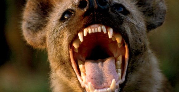 gnoll_clan's tweet photo. Yeen Tip: Embrace madness by screaming and laughing at the same time. https://t.co/BwFMZFQhkL